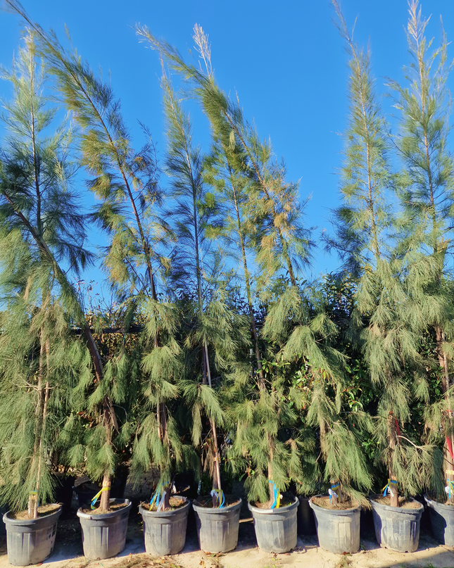 Filao (Casuarina equisetifolia) – Hauteur 4 mètres et +