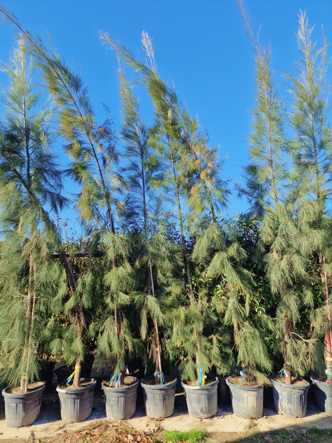 Filao (Casuarina equisetifolia) – Hauteur 4 mètres et +