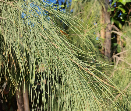 Filao (Casuarina equisetifolia) – Hauteur 4 mètres et +