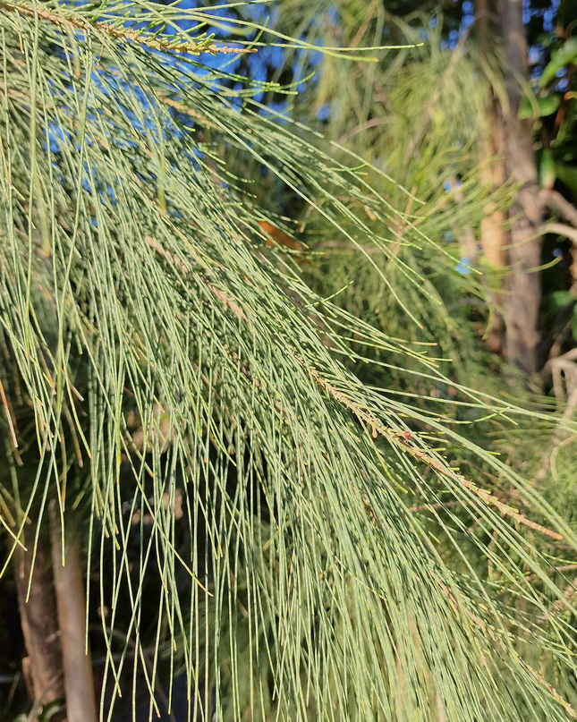 Filao (Casuarina equisetifolia) – Hauteur 4 mètres et +