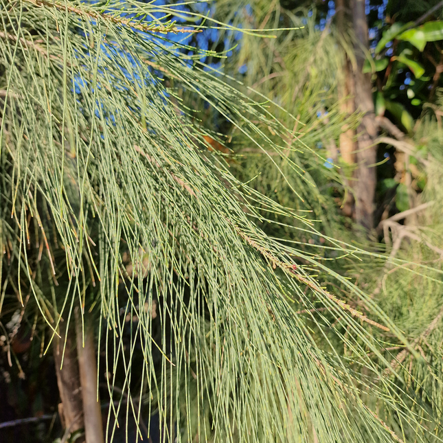 Filao (Casuarina equisetifolia) – Hauteur 4 mètres et +