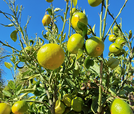Mandarinier - circonférence 20 à 25 cm