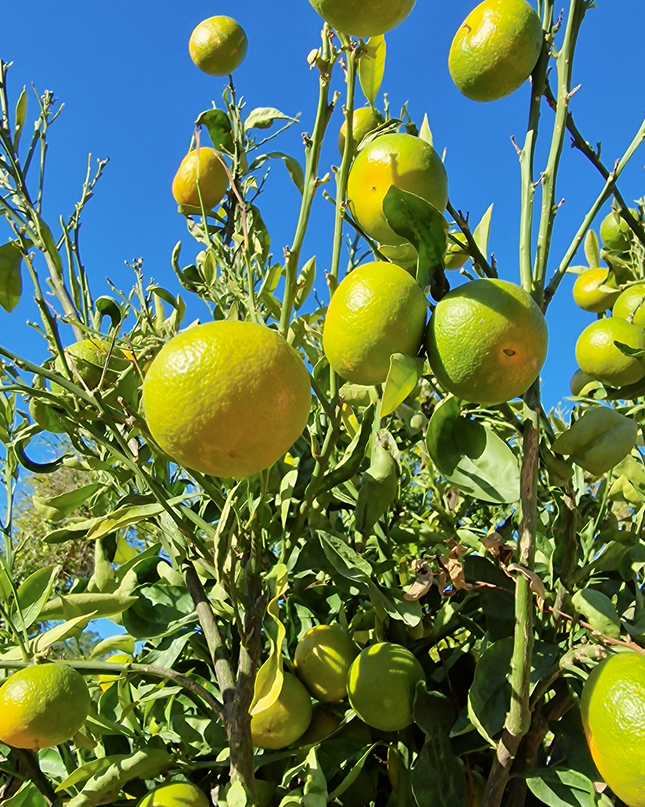 Mandarinier - circonférence 20 à 25 cm