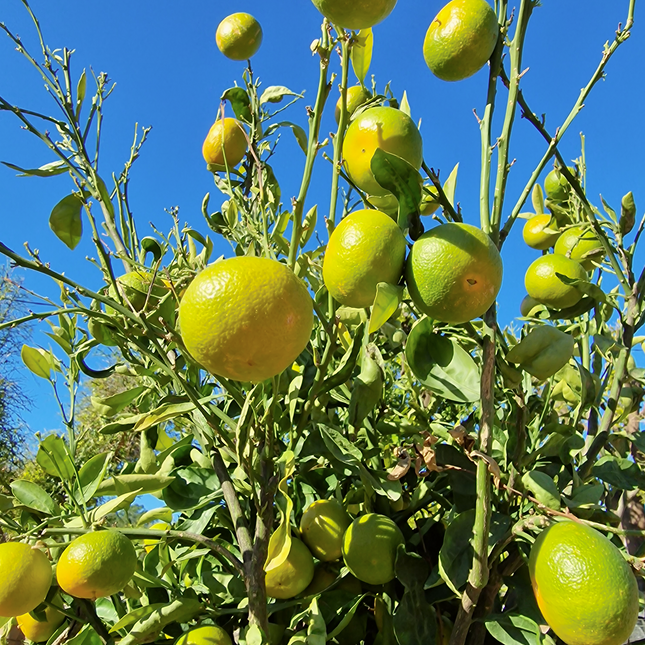Mandarinier - circonférence 20 à 25 cm