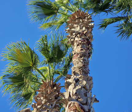 Palmier Washingtonia Robusta - Stipe 900 cm (9 mètres)