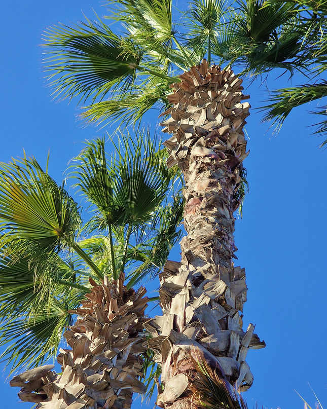 Palmier Washingtonia Robusta - Stipe 900 cm (9 mètres)