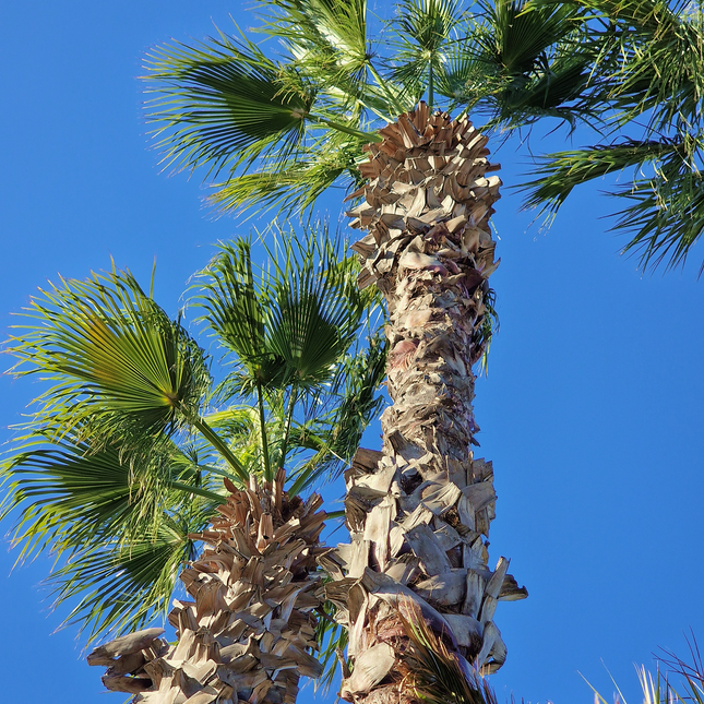 Palmier Washingtonia Robusta - Stipe 900 cm (9 mètres)