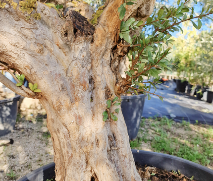 Grenadier (Punica granatum) – 180 cm – Tronc 50/60 cm