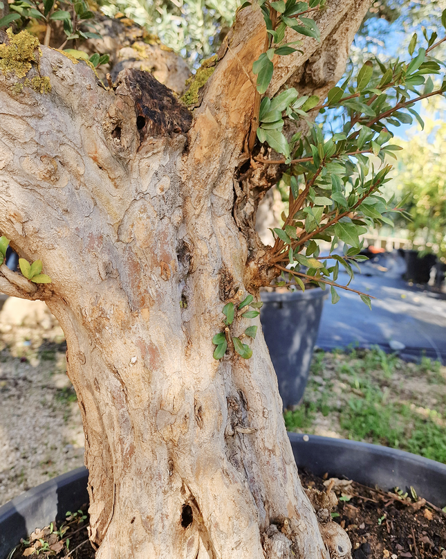 Grenadier (Punica granatum) – 180 cm – Tronc 50/60 cm