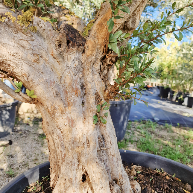 Grenadier (Punica granatum) – 180 cm – Tronc 50/60 cm