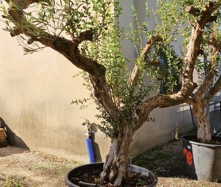 Grenadier (Punica granatum) – 180 cm – Tronc 50/60 cm