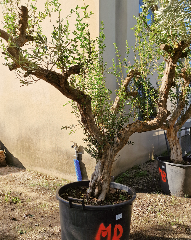 Grenadier (Punica granatum) – 180 cm – Tronc 50/60 cm