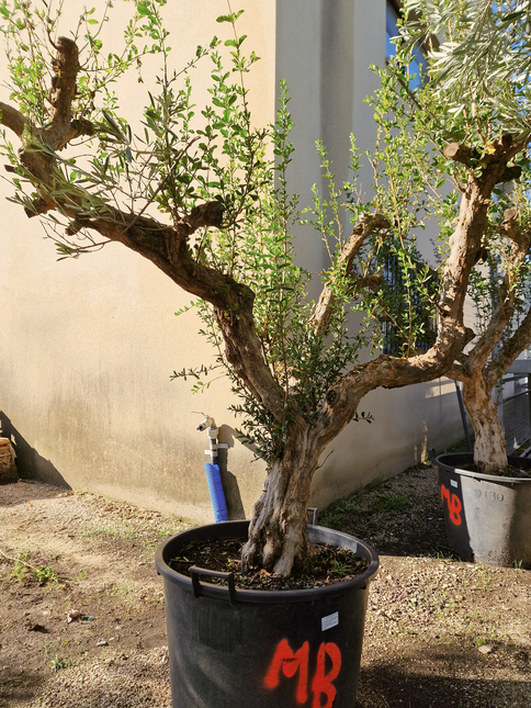 Grenadier (Punica granatum) – 180 cm – Tronc 50/60 cm
