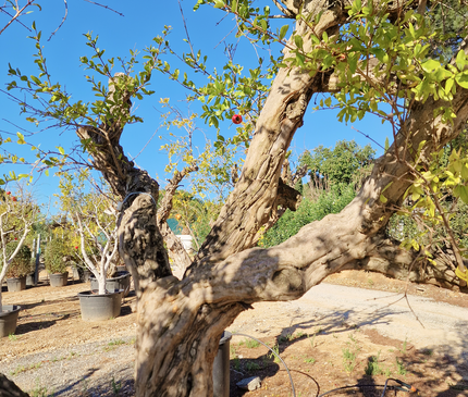 Grenadier (Punica Granatum) - 90 à 110 cm de circonférence