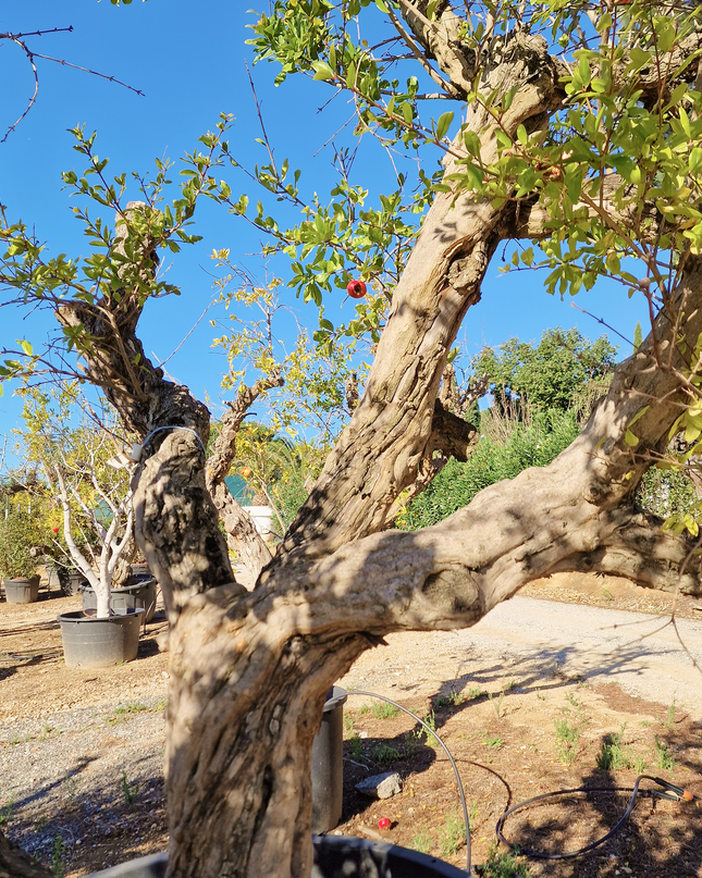 Grenadier (Punica Granatum) - 90 à 110 cm de circonférence