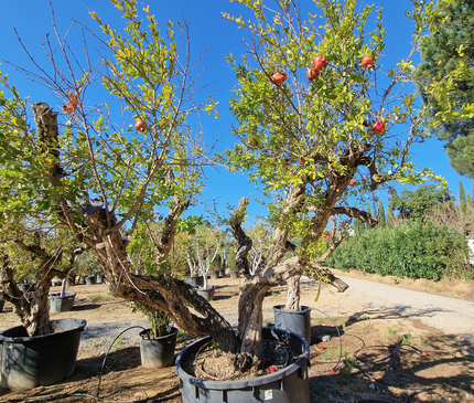 Grenadier (Punica Granatum) - 90 à 110 cm de circonférence