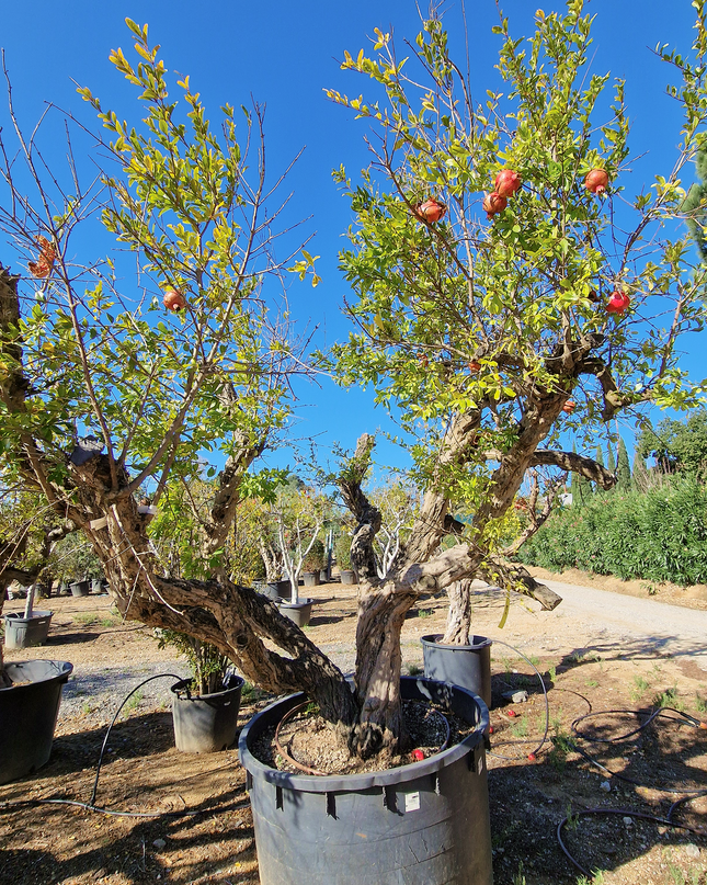 Grenadier (Punica Granatum) - 90 à 110 cm de circonférence
