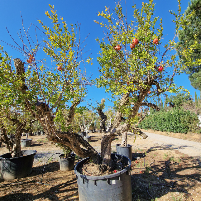 Grenadier (Punica Granatum) - 90 à 110 cm de circonférence
