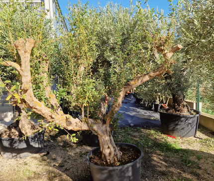 Grenadier (Punica granatum) – 180 cm – Tronc 50/60 cm