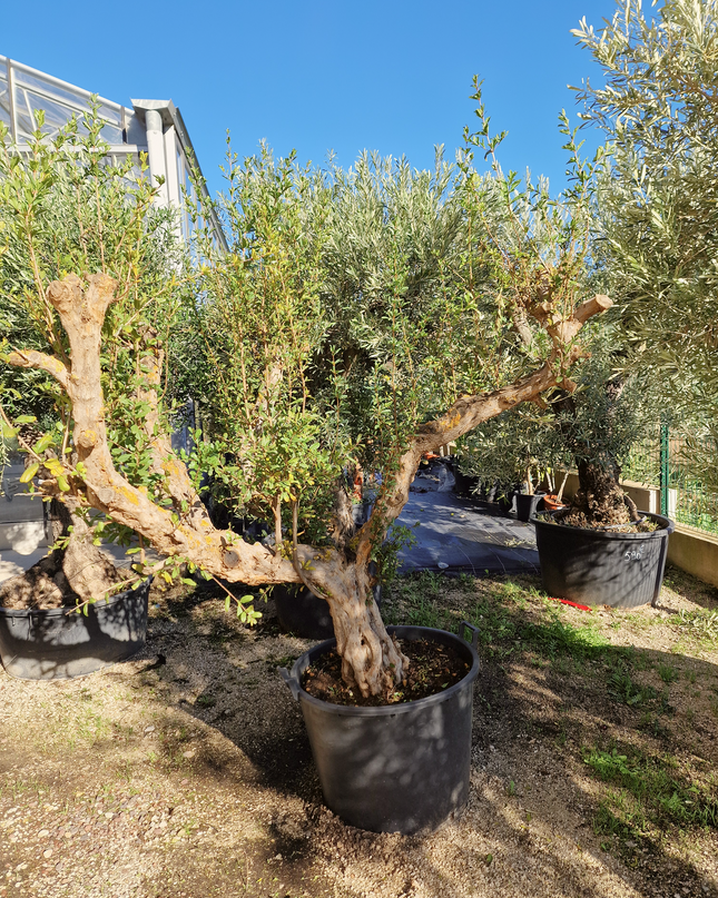 Grenadier (Punica granatum) – 180 cm – Tronc 50/60 cm