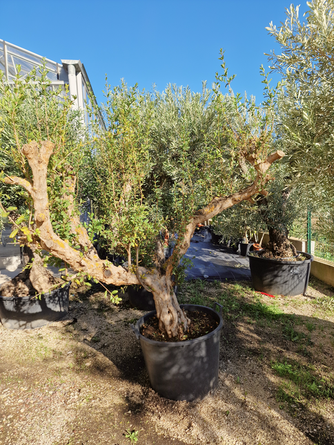 Grenadier (Punica granatum) – 180 cm – Tronc 50/60 cm