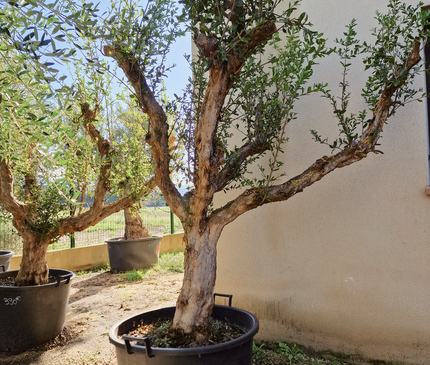 Grenadier (Punica granatum) – 180 cm – Tronc 50/60 cm