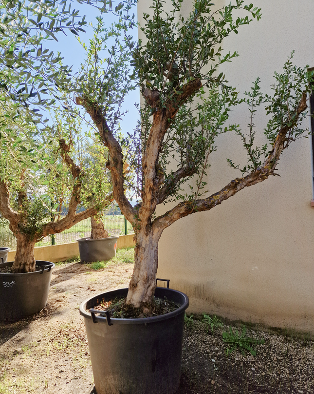 Grenadier (Punica granatum) – 180 cm – Tronc 50/60 cm