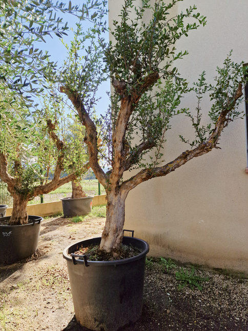 Grenadier (Punica granatum) – 180 cm – Tronc 50/60 cm