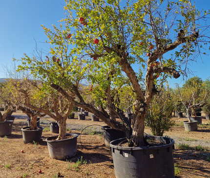 Grenadier (Punica Granatum) - 90 à 110 cm de circonférence