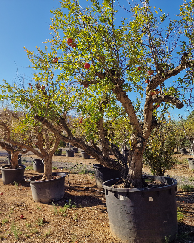 Grenadier (Punica Granatum) - 90 à 110 cm de circonférence