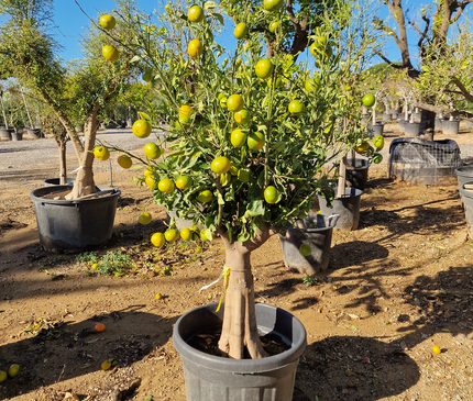Mandarinier - circonférence 20 à 25 cm