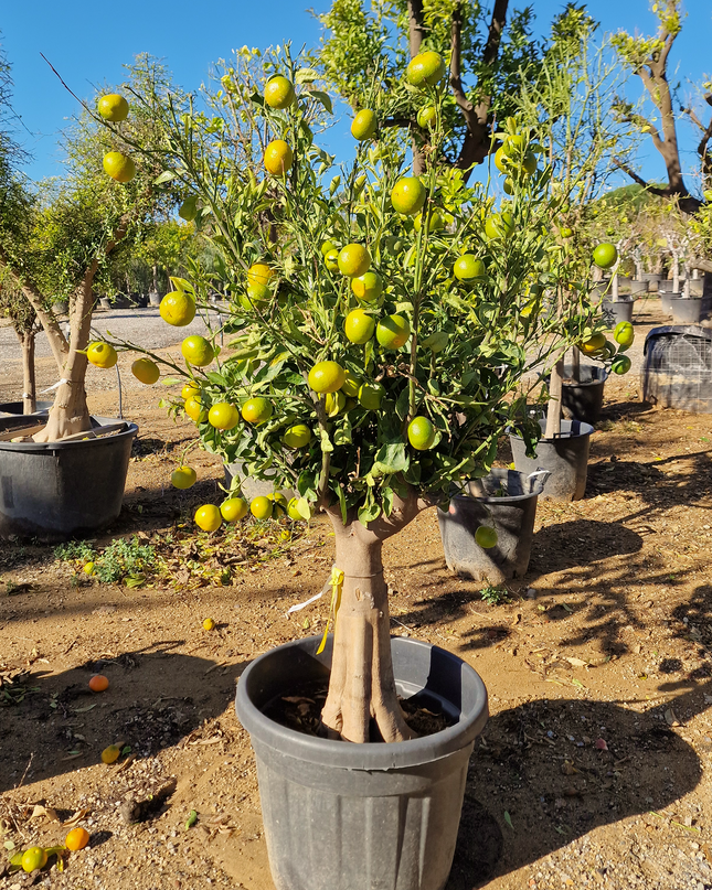 Mandarinier - circonférence 20 à 25 cm
