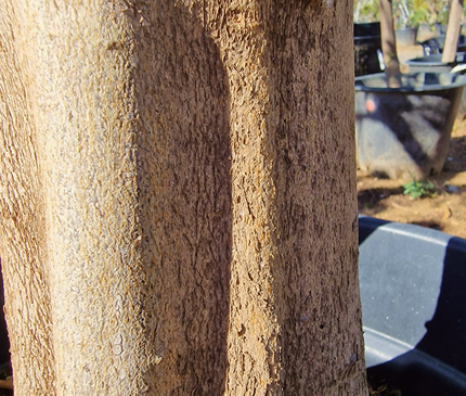 Mandarinier - circonférence 20 à 25 cm