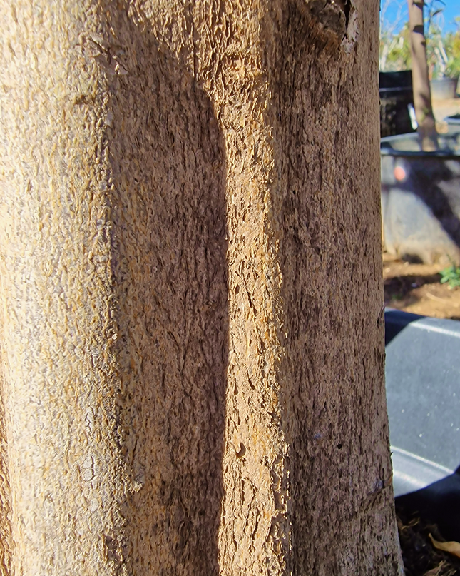 Mandarinier - circonférence 20 à 25 cm