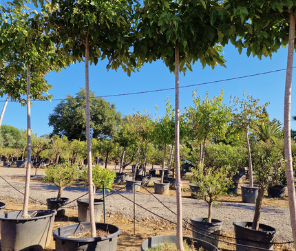 Murier Platane Stérile tige haute (Morus Fruitless) 18-20 cm de circonférence - 350 cm