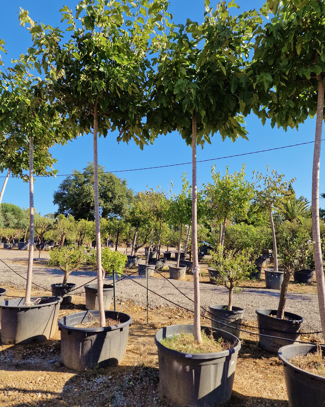 Murier Platane Stérile tige haute (Morus Fruitless) 18-20 cm de circonférence - 350 cm