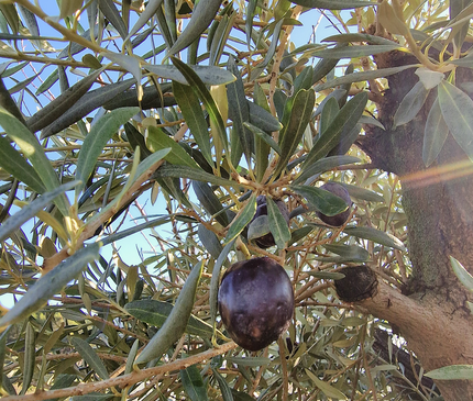Olivier Gordal – Hauteur 200 à 220 cm
