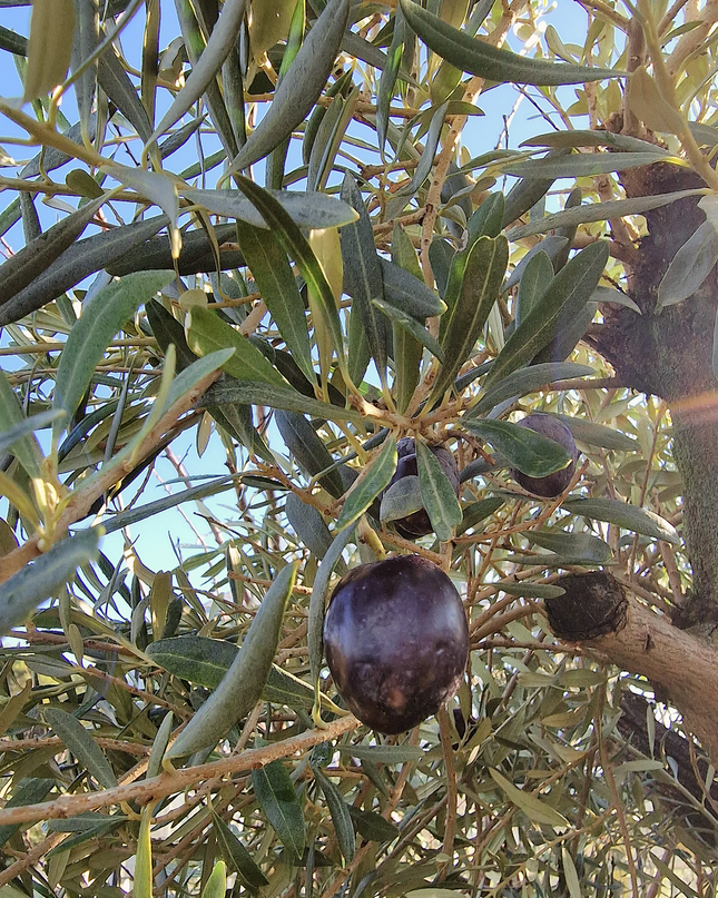 Olivier Gordal – Hauteur 200 à 220 cm
