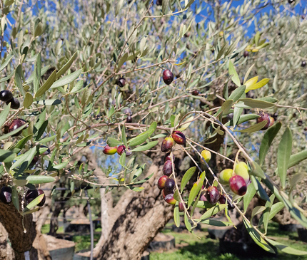 Olivier centenaire (Olea europaea) – 2 mètres
