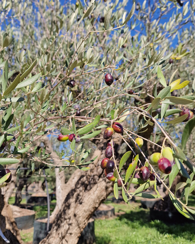 Olivier centenaire (Olea europaea) – 2 mètres