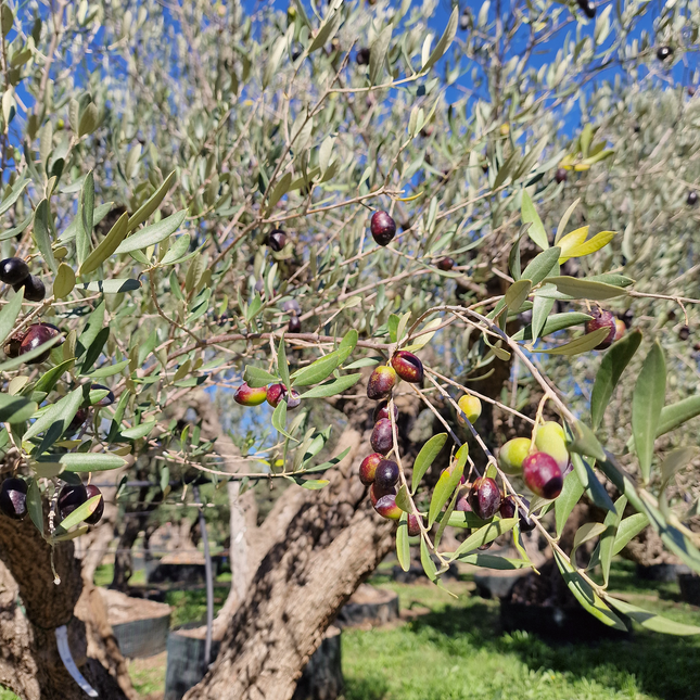 Olivier centenaire (Olea europaea) – 2 mètres