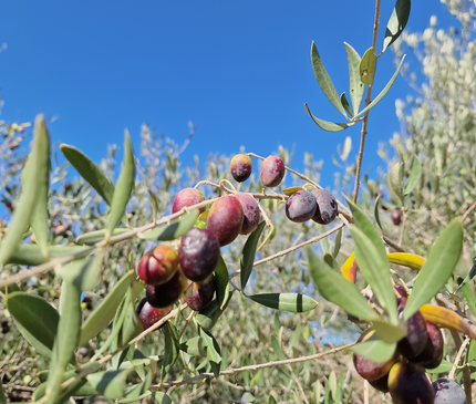 Olivier centenaire (Olea europaea) – 2 mètres