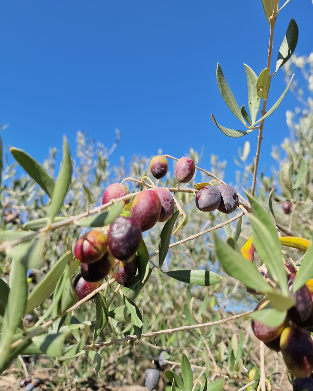 Olivier centenaire (Olea europaea) – 2 mètres