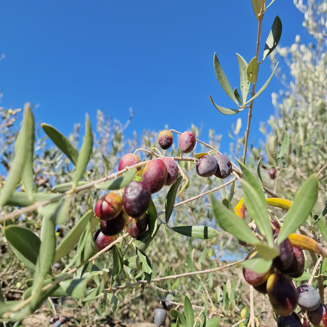 Olivier centenaire (Olea europaea) – 2 mètres