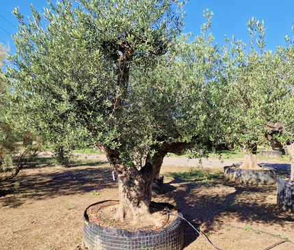 Olivier centenaire (Olea europaea) – 1,80 mètre