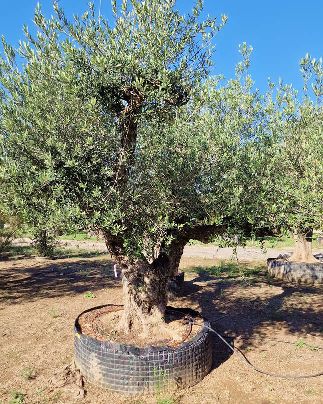 Olivier centenaire (Olea europaea) – 1,80 mètre