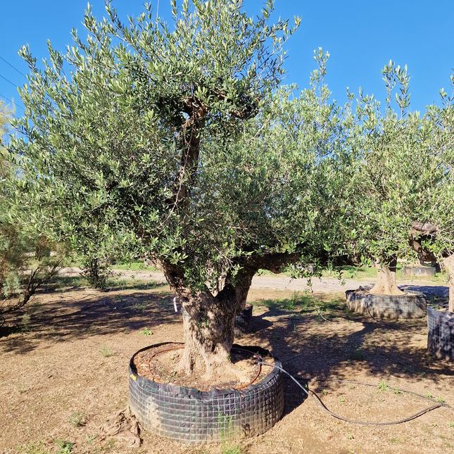 Olivier centenaire (Olea europaea) – 1,80 mètre