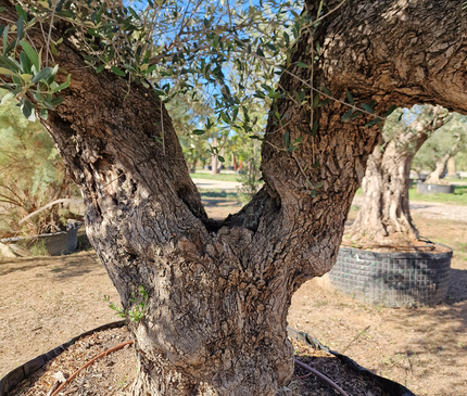Olivier centenaire (Olea europaea) – 1,80 mètre