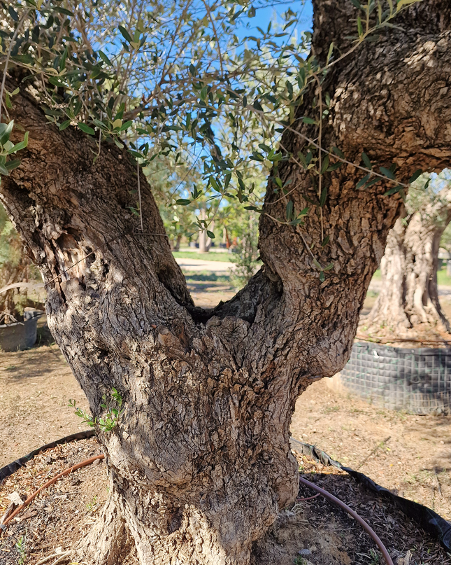 Olivier centenaire (Olea europaea) – 1,80 mètre
