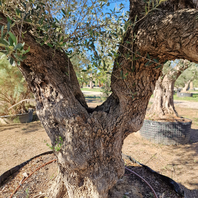 Olivier centenaire (Olea europaea) – 1,80 mètre
